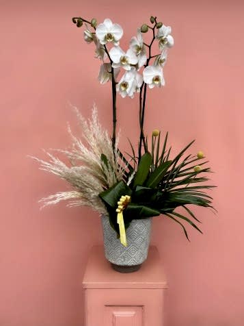 Gri Taş Vazoda Beyaz Orkide