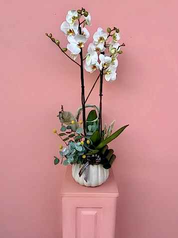 Taş Vazoda Beyaz Orkide