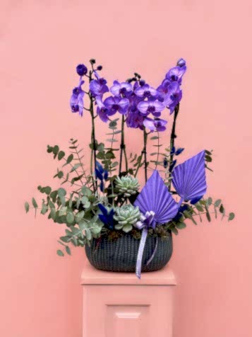 Özel Tür Wonder Purple Orkide Bahçesi