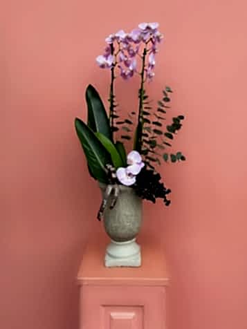 İki Renkli Özel Tür Orkide