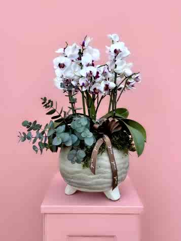 Midi Boy Çift Renkli Bougetto Orkide