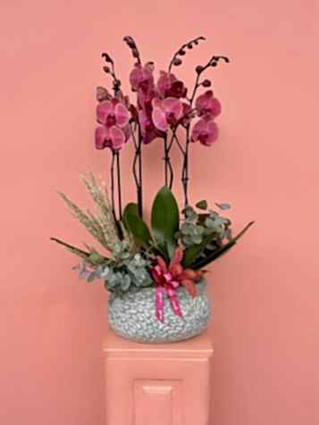 Özel Tür Asian Coral Orkide Bahçesi