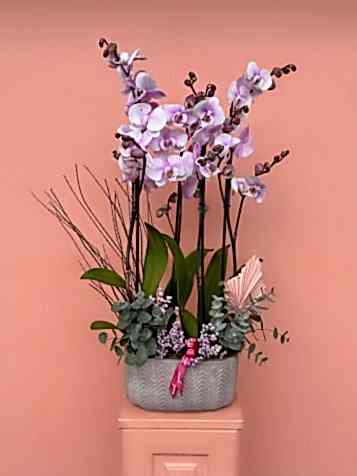 Özel Tür Orkide Bahçesi