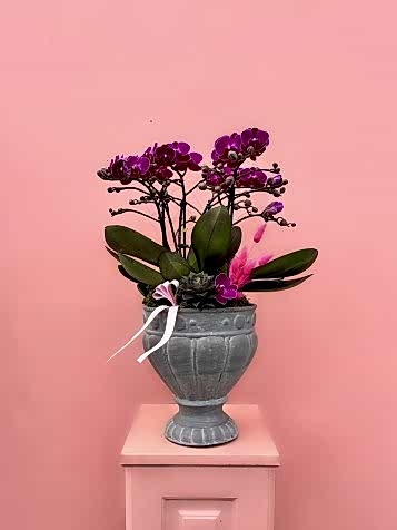 Midi Boy Fuşya Bougetto Orkide