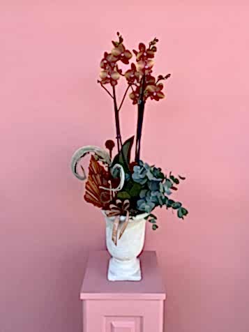 Özel Tür Turuncu Surf Song Orkide