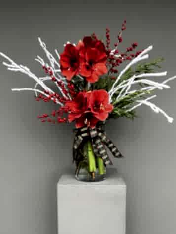 Cam Vazoda Amaryllis Ve Ilex Dalları