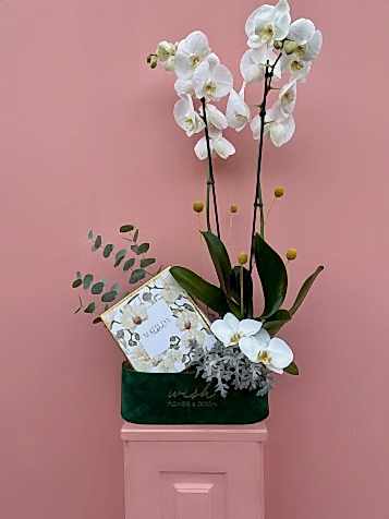 Yeşil Kadife Kutuda Makaron Ve Beyaz Orkide