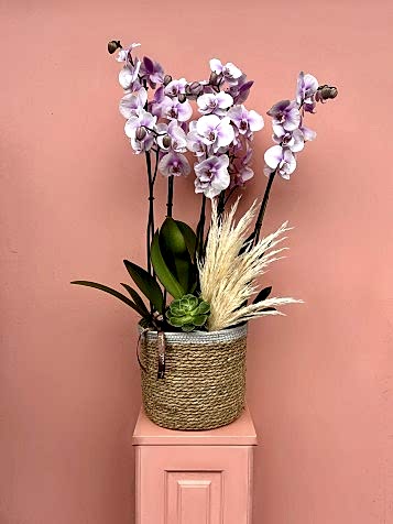 Sepette Özel İki Renkli Orkide