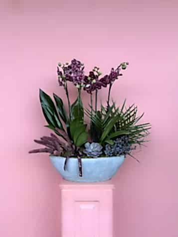 Gri Taş Vazoda Wild Cat Orkide Bahçesi