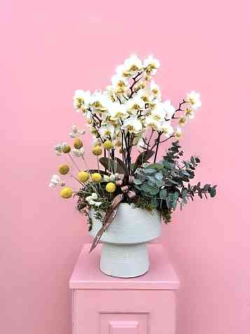 Midi Boy Beyaz Bougetto Orkide