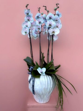 Tasarım Vazoda Rainbow Orkide Bahçesi