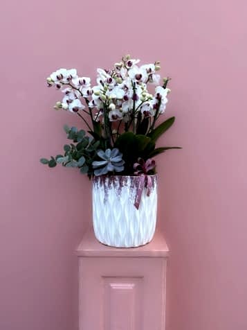 Özel Tür Midi Boy Bougetto Orkide