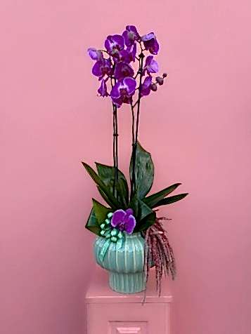 Özel Tasarım Seramik Vazoda Fuşya Orkide