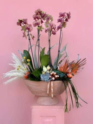 Özel Tür Turuncu Surf Song Orkide Bahçesi