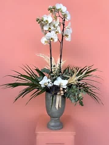 Çift Dallı Beyaz Orkide