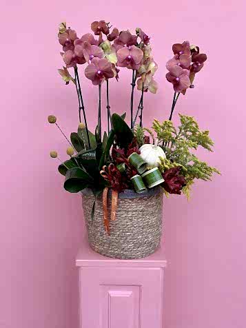 Sepette Surf Song Orkide Bahçesi