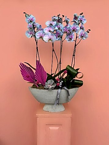 Özel Tür Rainbow Orkide Bahçesi